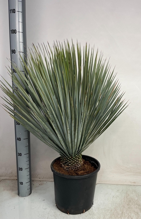 <h4>YUC ROSTRATA</h4>