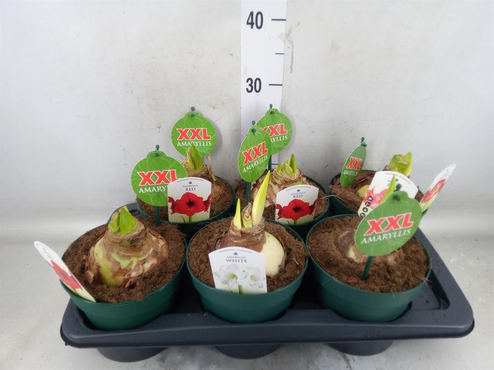 <h4>Hippeastrum   ...mix 4</h4>