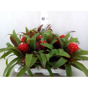 Guzmania  'Priscilla'