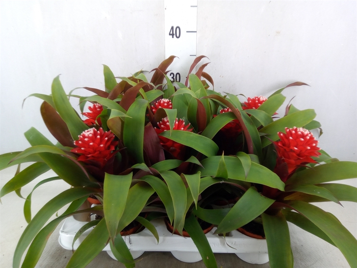 <h4>Guzmania  'Priscilla'</h4>