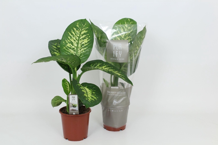 <h4>Purify Dieffenbachia Tropic Snow 17 cm</h4>
