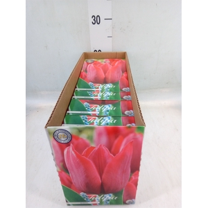 Tulipa   ...flowerbulbs