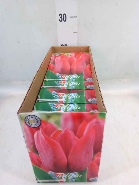 <h4>Tulipa   ...flowerbulbs</h4>