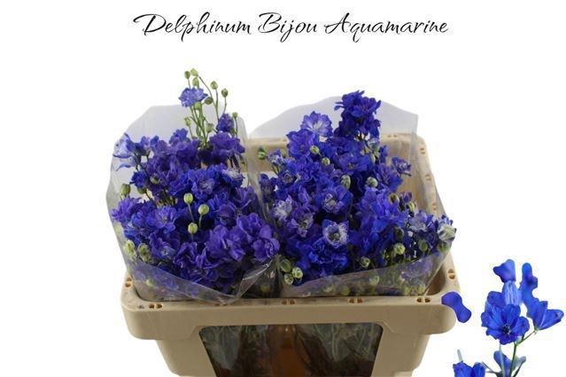 <h4>DELPH D BIJOU AQUAM</h4>