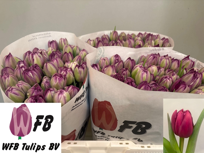 <h4>TU DU PYTHON</h4>