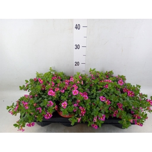 Calibrachoa  'Minifam Rave Pink'