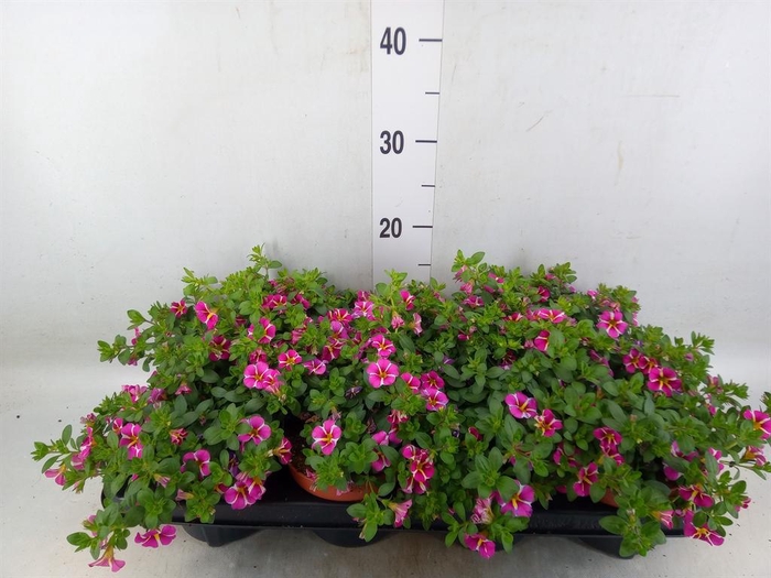 <h4>Calibrachoa  'Minifam Rave Pink'</h4>