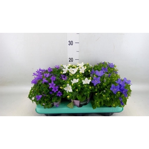 Campanula   ...