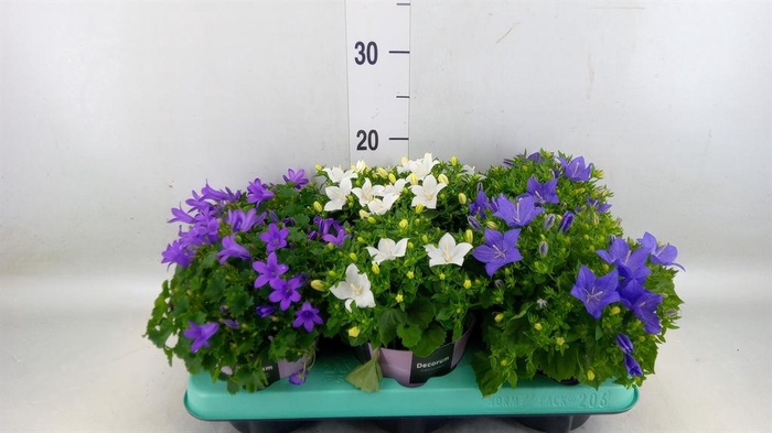 <h4>Campanula ...</h4>