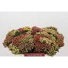 Kaaps Groen Red Brunia Medium