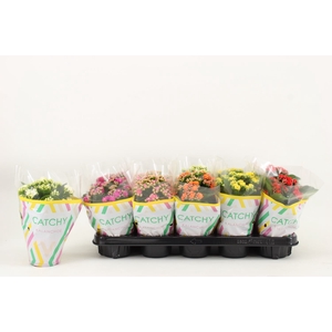 Kalanchoe