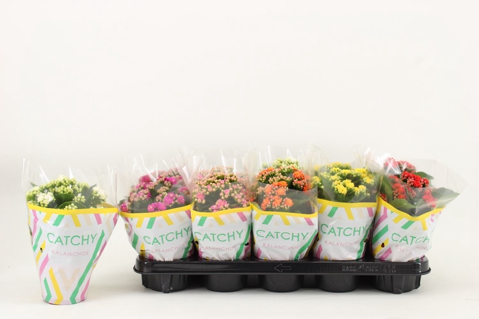 <h4>Kalanchoe</h4>