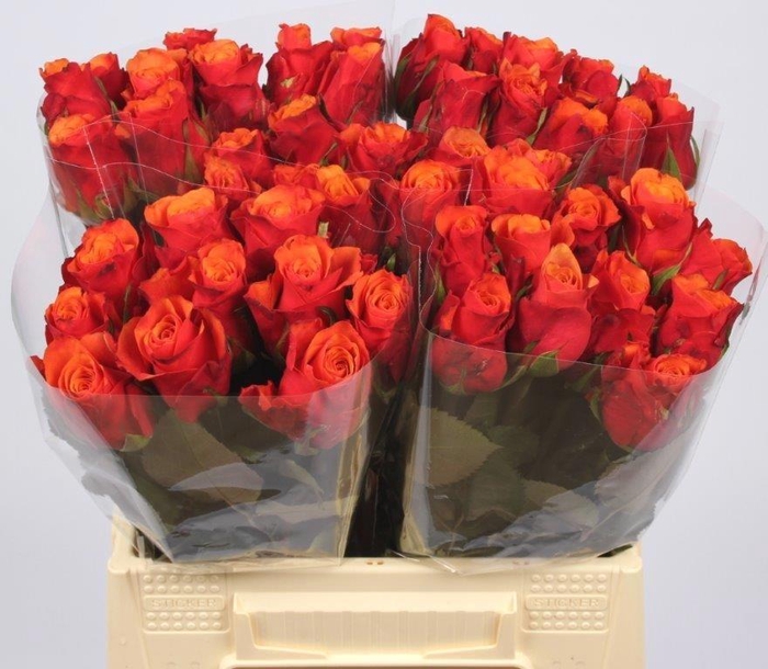 <h4>R GR ESPANA@</h4>