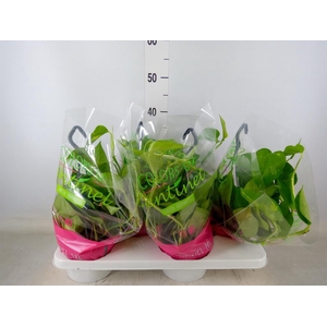 Epipremnum pinn.   HG