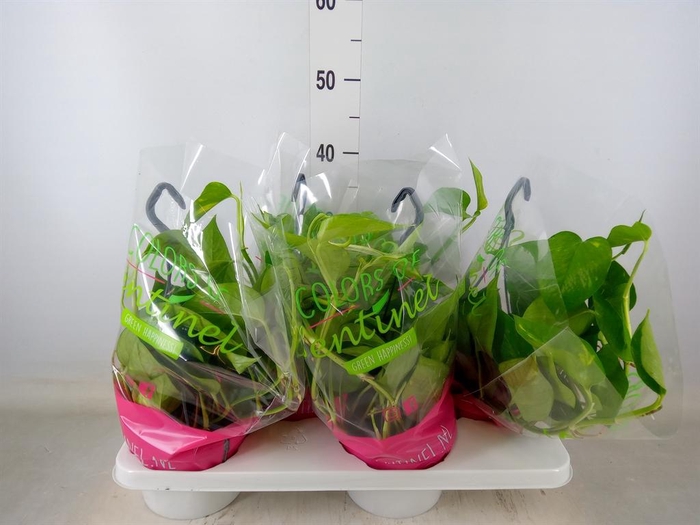 <h4>Epipremnum pinn.   HG</h4>