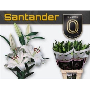 Li Or Santander