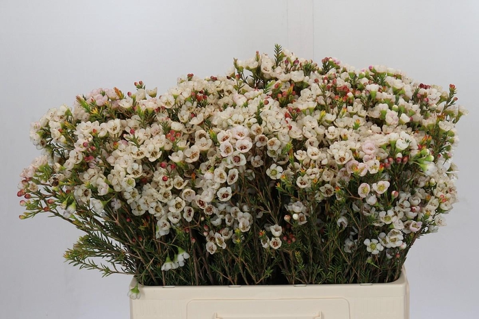 <h4>Chamelaucium Moonlight Delight</h4>