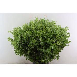 Pitto Groen Per Tak 70 Cm