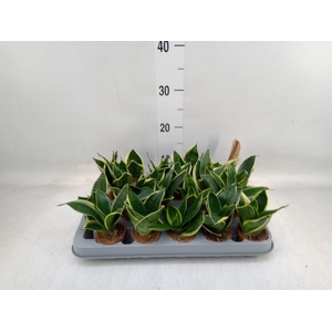 Sansevieria trifa. 'Golden Hahnii'