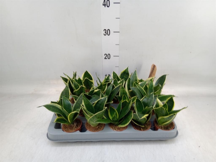 <h4>Sansevieria trifa. 'Golden Hahnii'</h4>
