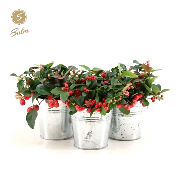 <h4>Gaultheria pr. 'Big Berry'® P10 in Zinc Old-Look</h4>