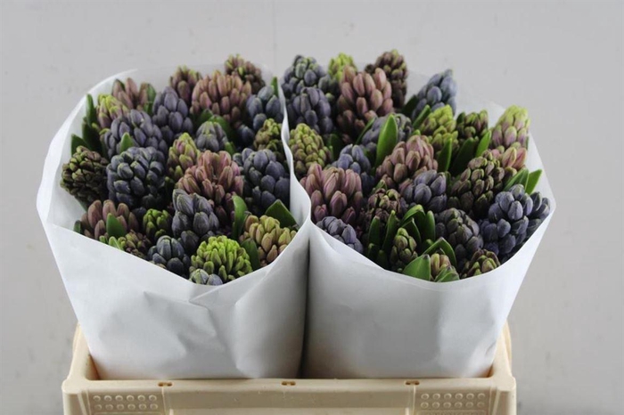 <h4>Hyac Gemengd Dark</h4>