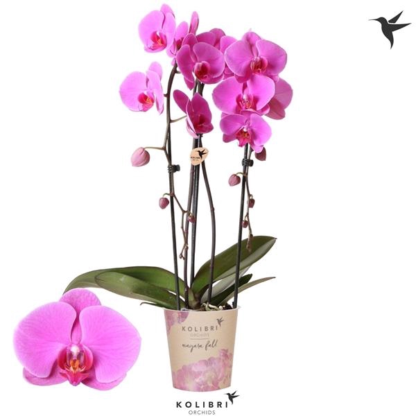 <h4>Phalaenopsis Elegant Cascade</h4>