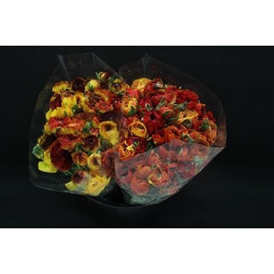 Ranonkel Extra Vulcano