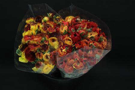 <h4>Ranonkel Extra Vulcano</h4>
