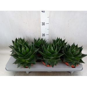 Aloe aristata 'Cosmo'