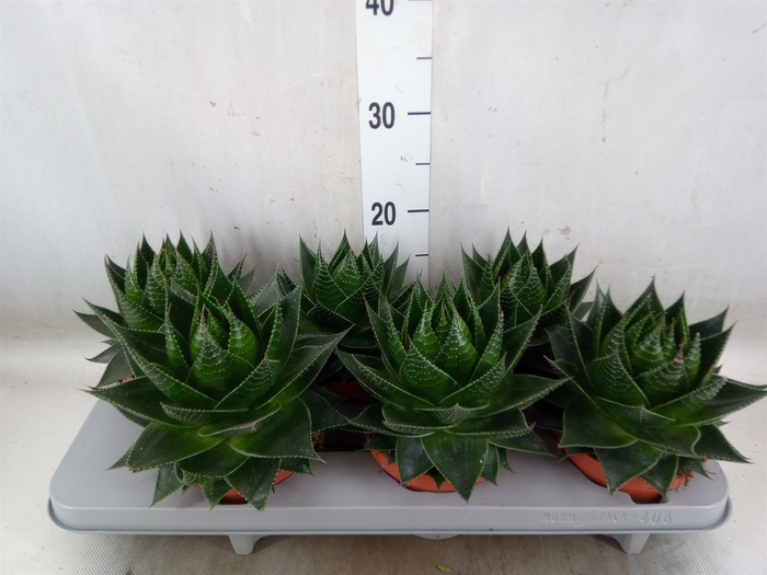 <h4>Aloe aristata 'Cosmo'</h4>