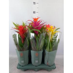 Guzmania ...mix