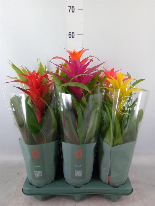 <h4>Guzmania   ...mix</h4>