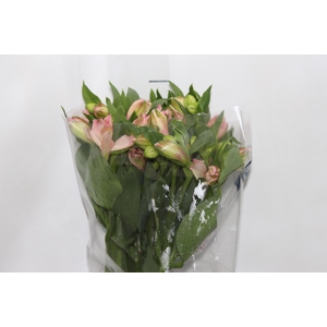 ALSTROEMERIA CHANEL 080 CM