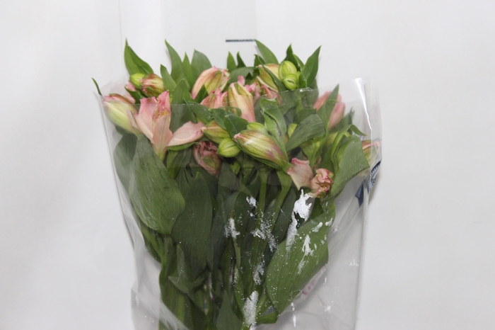 <h4>ALSTROEMERIA CHANEL 080 CM</h4>