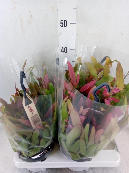 <h4>Rhipsalis   ...</h4>