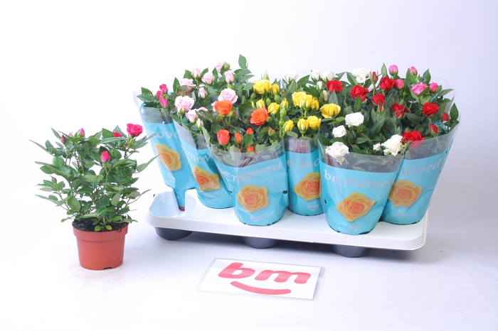 <h4>RO B MONDE GEM 7 SRT</h4>