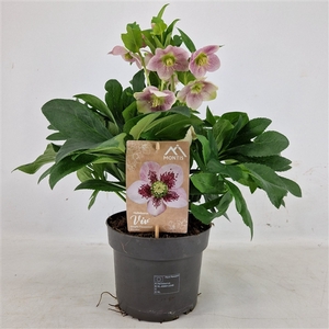 Helleborus Orientalis VIV Single Flowered Bicolor 19 cm