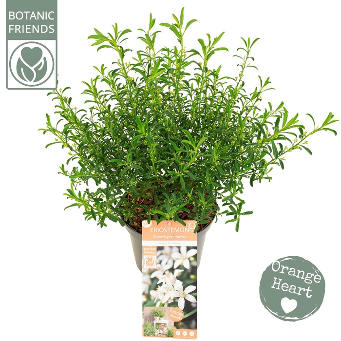 <h4>Eriostemon myoporoides 'Flower Girl White'</h4>