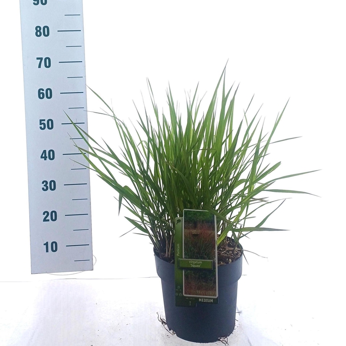 Panicum virgatum Squaw