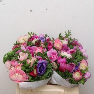 Anemone Fullstar Mixed