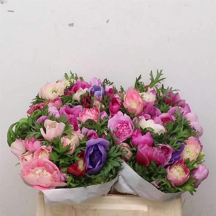 <h4>Anemone Fullstar Mixed</h4>