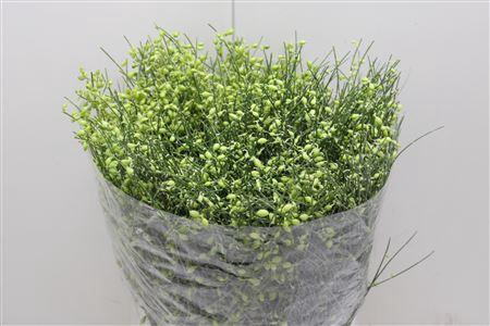 <h4>Ginsterbes Groen</h4>