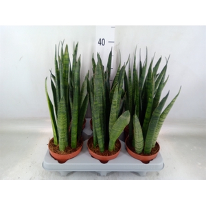 Sansevieria zeylanica