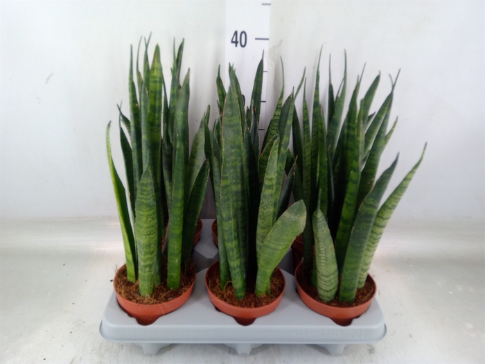 <h4>Sansevieria zeylanica</h4>