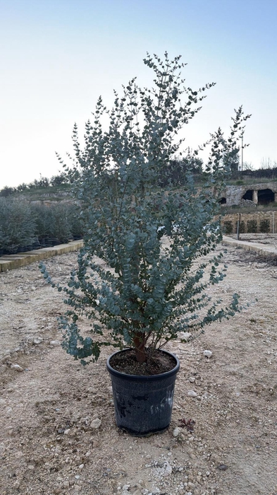 <h4>EUCAL GU AZURA</h4>