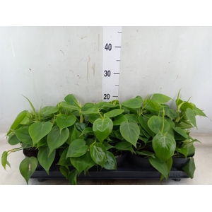 Philodendron scand.