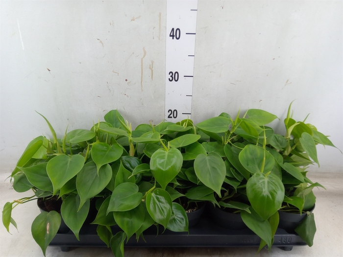 <h4>Philodendron scand.</h4>