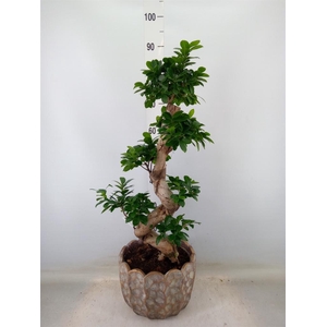 Ficus microcarpa 'Ginseng'