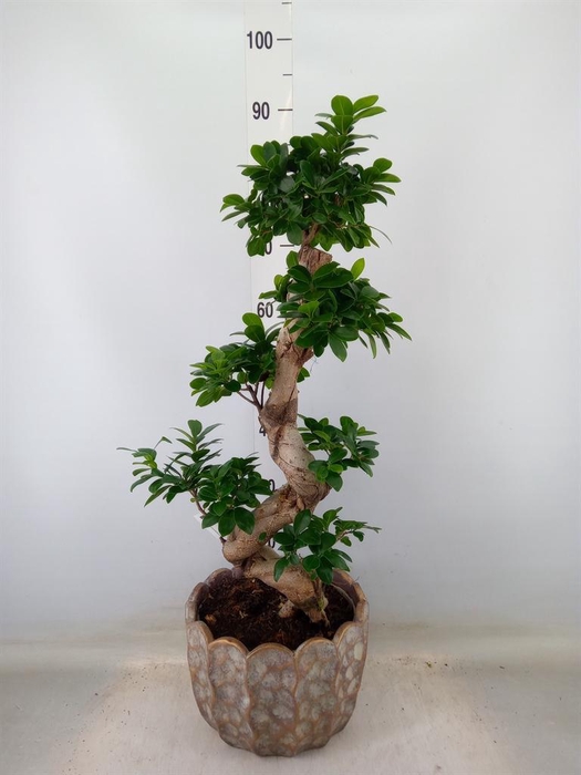 <h4>Ficus microcarpa 'Ginseng'</h4>